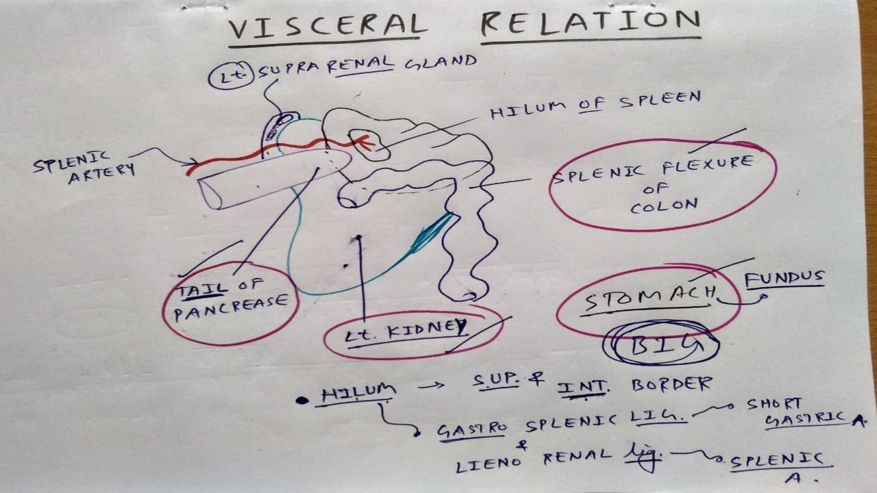 Spleen- 2, Visceral Relation | TCML