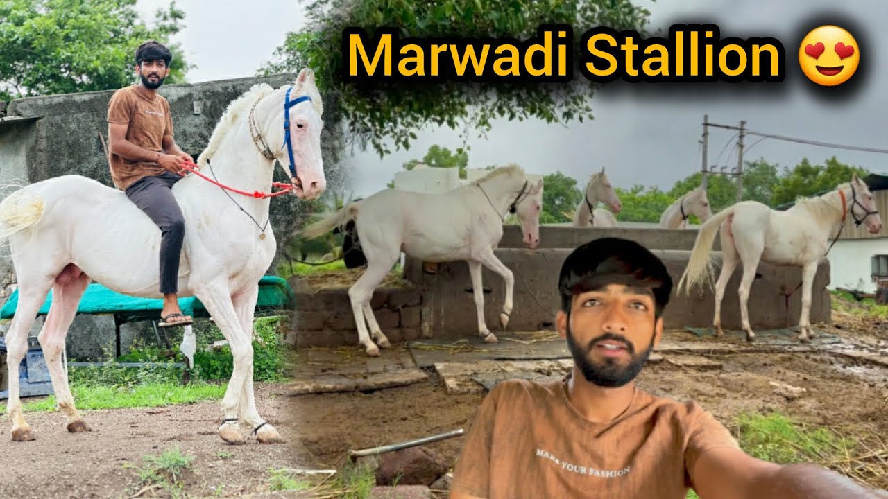 MARVADI STALLION SARTAJ 🏆 covering by CHAMPI 😨