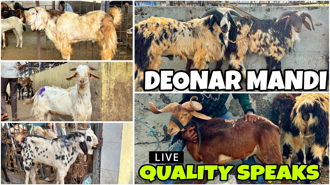 DEONAR BAKRA MANDI LATEST UPDATE 2025 || TUESDAY LIVE MARKET ||