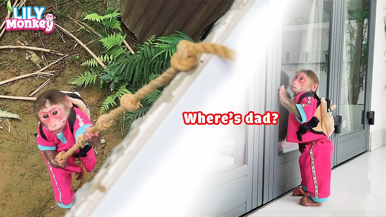The smartest moves Lily has ever done! | Lily's story