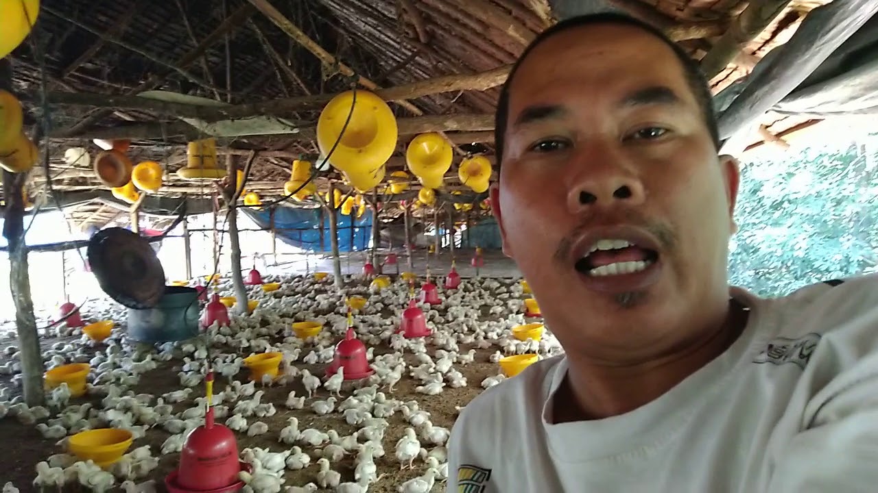 memelihara ayam broiler tanpa sekam (Broder tanpa sekam)
