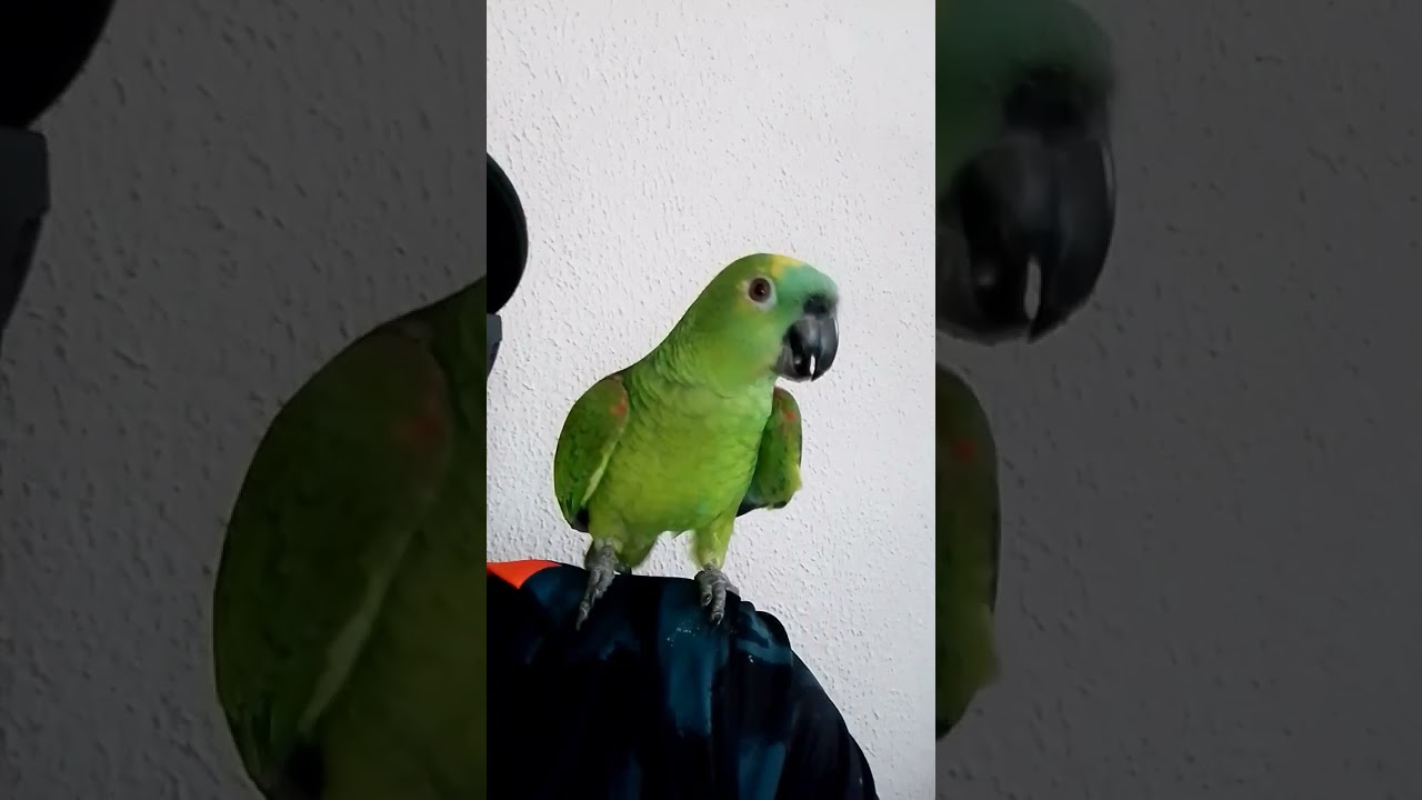 d&aacute; p&eacute; loro 🦜🦜🦜🦜