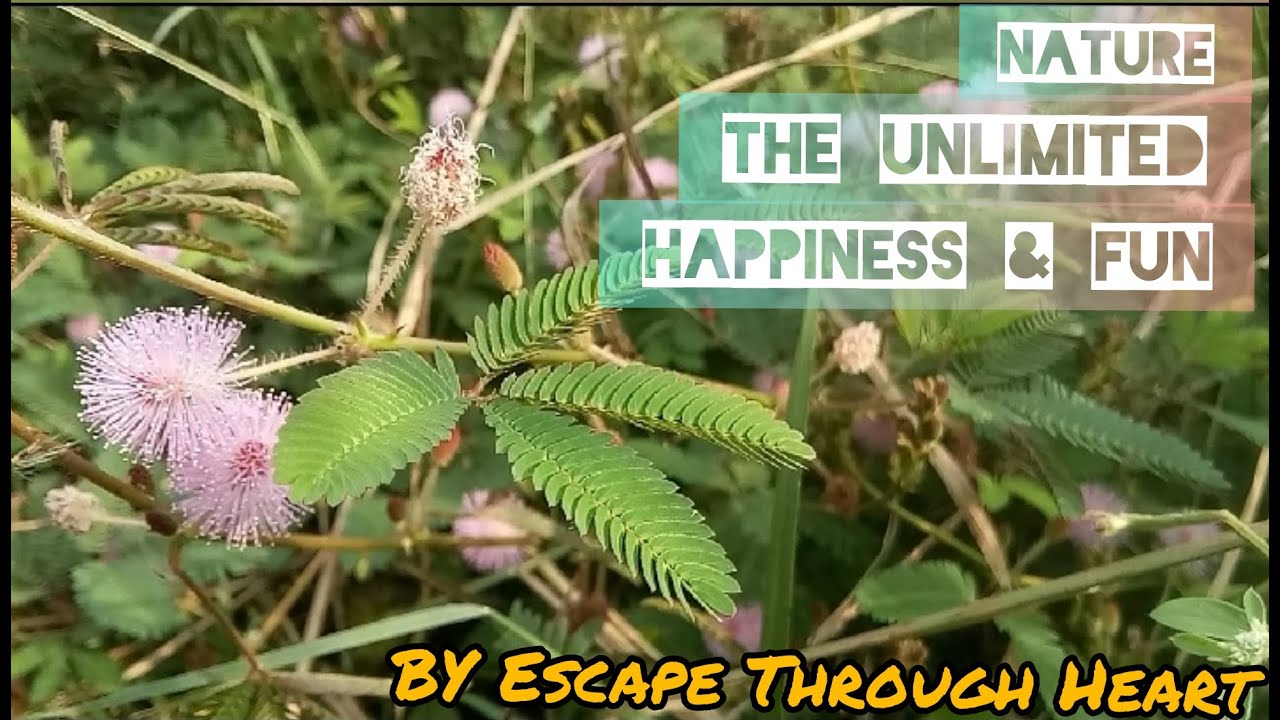 NATURE 🌴🌱:││UNLIMITED HAPPINESS & FUN 😍││ By DOCTORUNIC