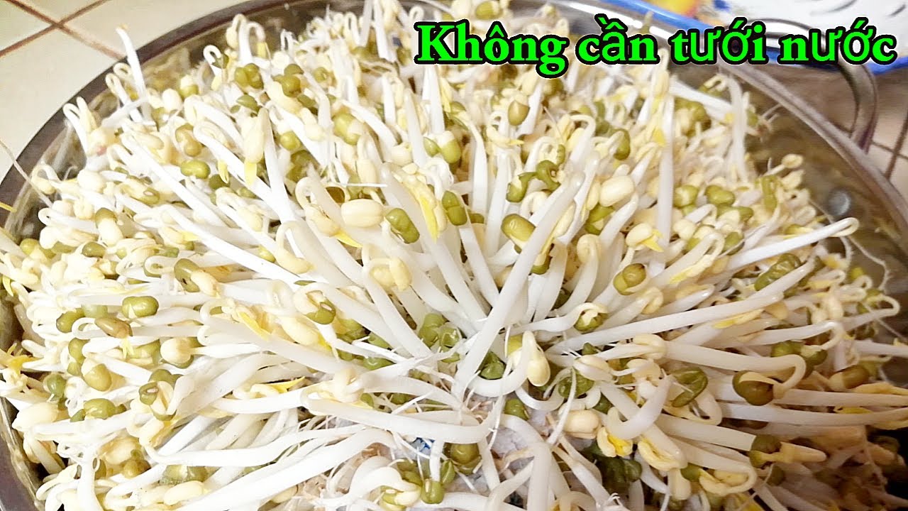 Giá mập ú trắng nõn, ít rễ, không cần tưới, ba ngày có ăn| Cuộc sống Pháp #27