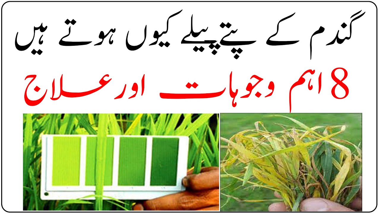 Wheat yellow leaves|Why wheat yellow leaves occures|Wheat diseases|Wheat fungus|گندم کے پیلے پتے