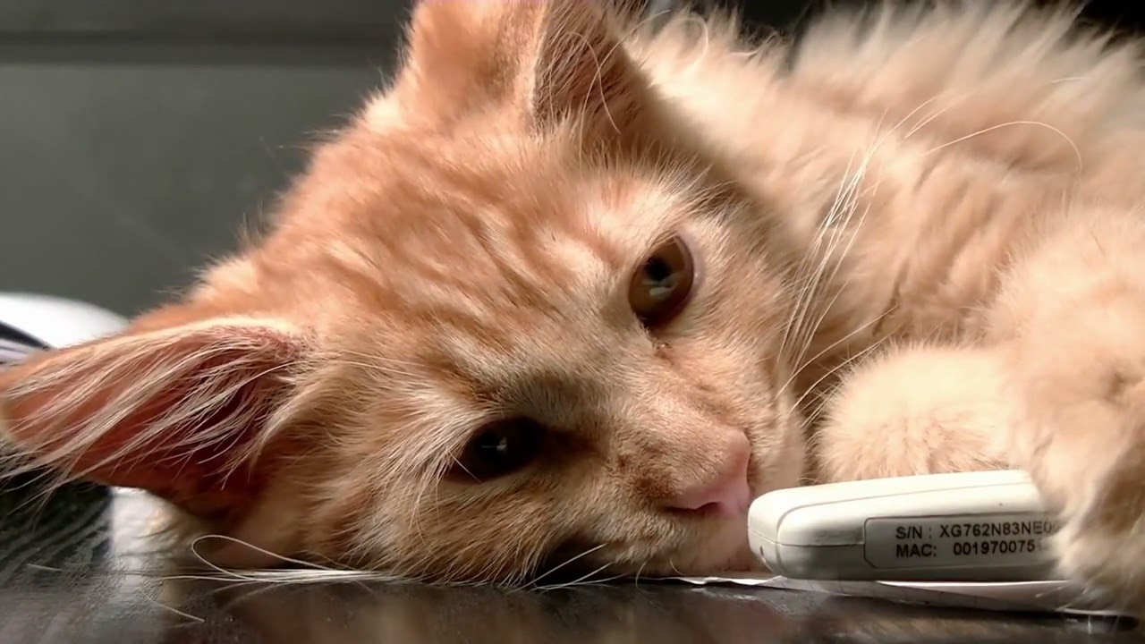 KNOWLEDGE YOU NEED BEFORE OWNING A CAT !! | CAT 101 | HappyCats TV