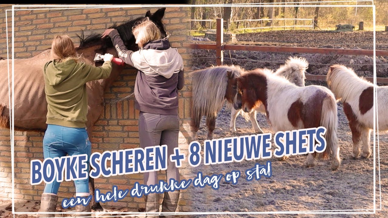 4 DRACHTIGE PAARDEN? + ALWEER NIEUWE OPVANGPAARDEN!! || Paardzoektbaas