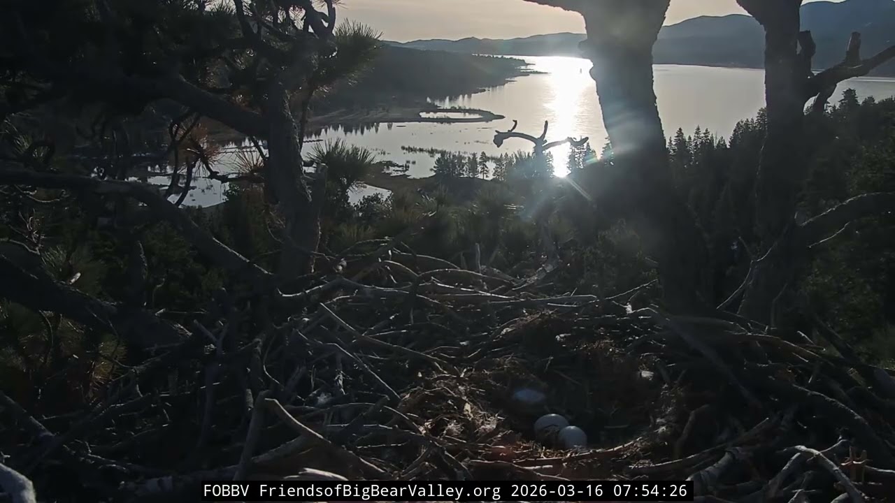 Big Bear Bald Eagle 16.03.2026 07.43
