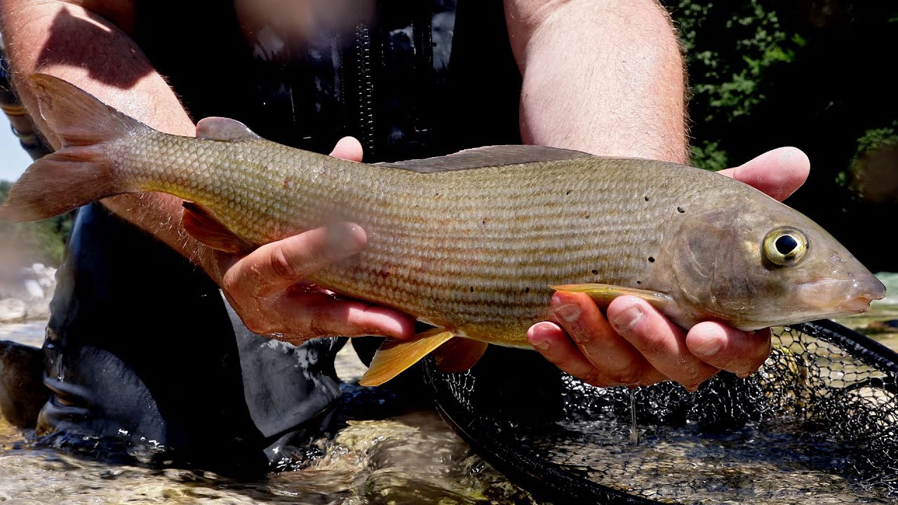 Fliegenfischen in Österreich | Große Äschen | Riesige Regenbogenforelle | Live-Bisse | Catch & Cook