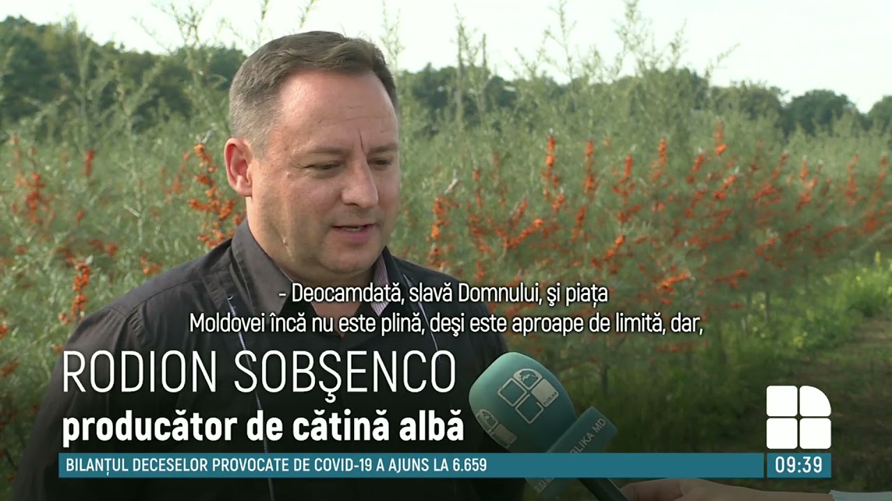 Cătina albă, afacere profitabilă. Este la mare căutare atât în Moldova, cât şi în Europa