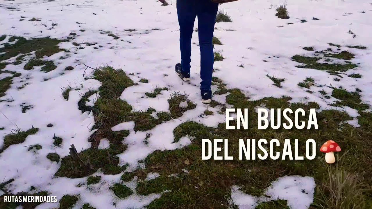Recolección de setas | Níscalos | RUTAS MERINDADES