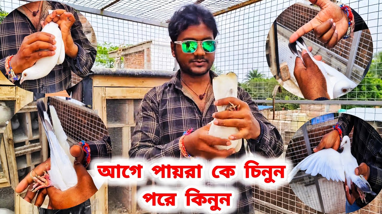 কষ্টের টাকায় পায়রা কিনে ঠকবো কেন?।আসুন উড়াই পায়রা কিভাবে চিনবো জানি।PART-2