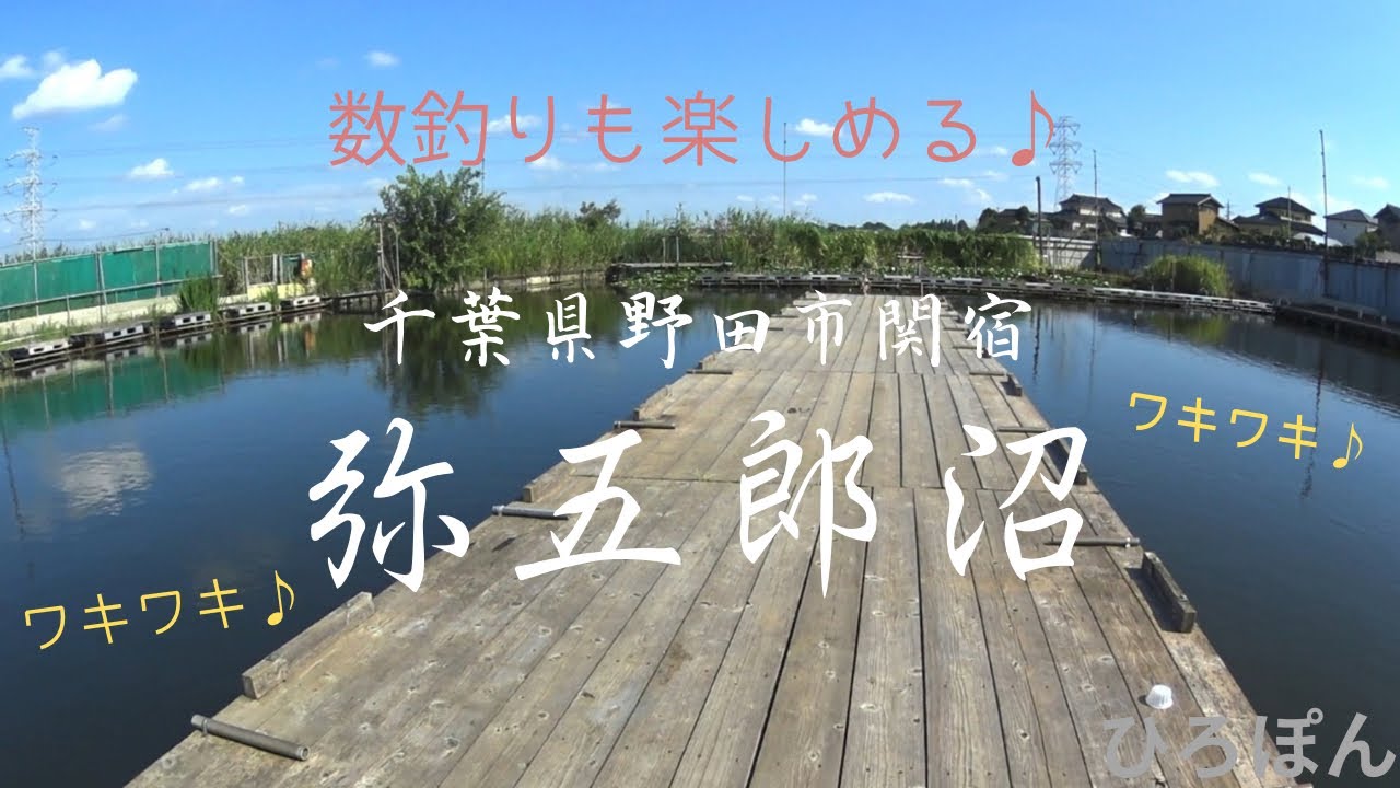 ヘラブナ釣り　弥五郎沼　千葉県野田市関宿　ワキワキの弥五郎沼　#fishing #ヘラブナ #釣り  2025年8月３日釣行