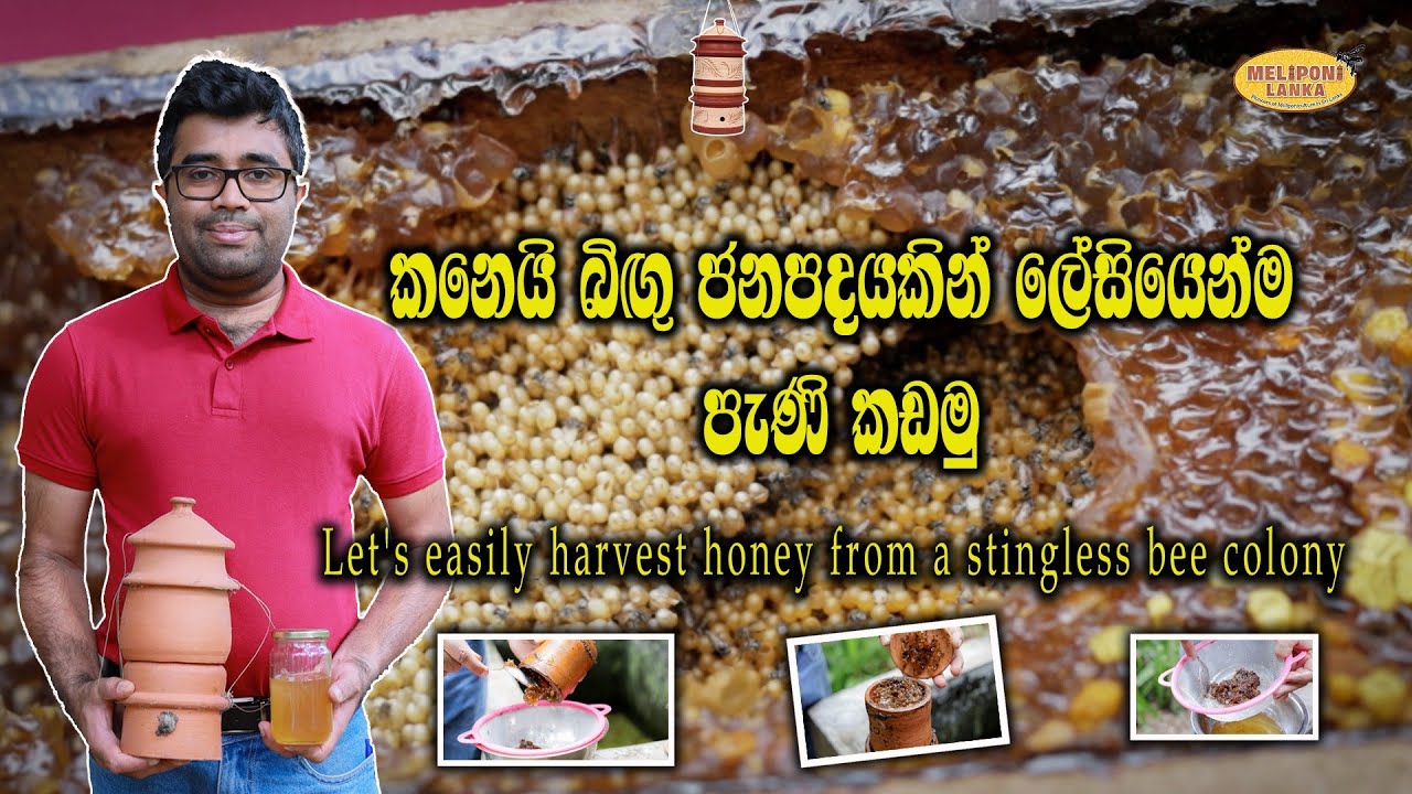 Meliponiculture 3 | සුපිරි පැණි අස්වැන්නක් ගන්න මැටි ගෘහයක කනෙයි බිඟු ජනපදයක් ඇති කරන්නේ මෙහෙමයි 