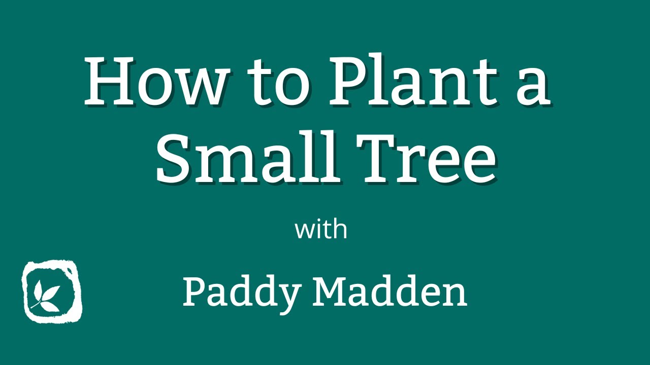 How to Plant a Small Tree
