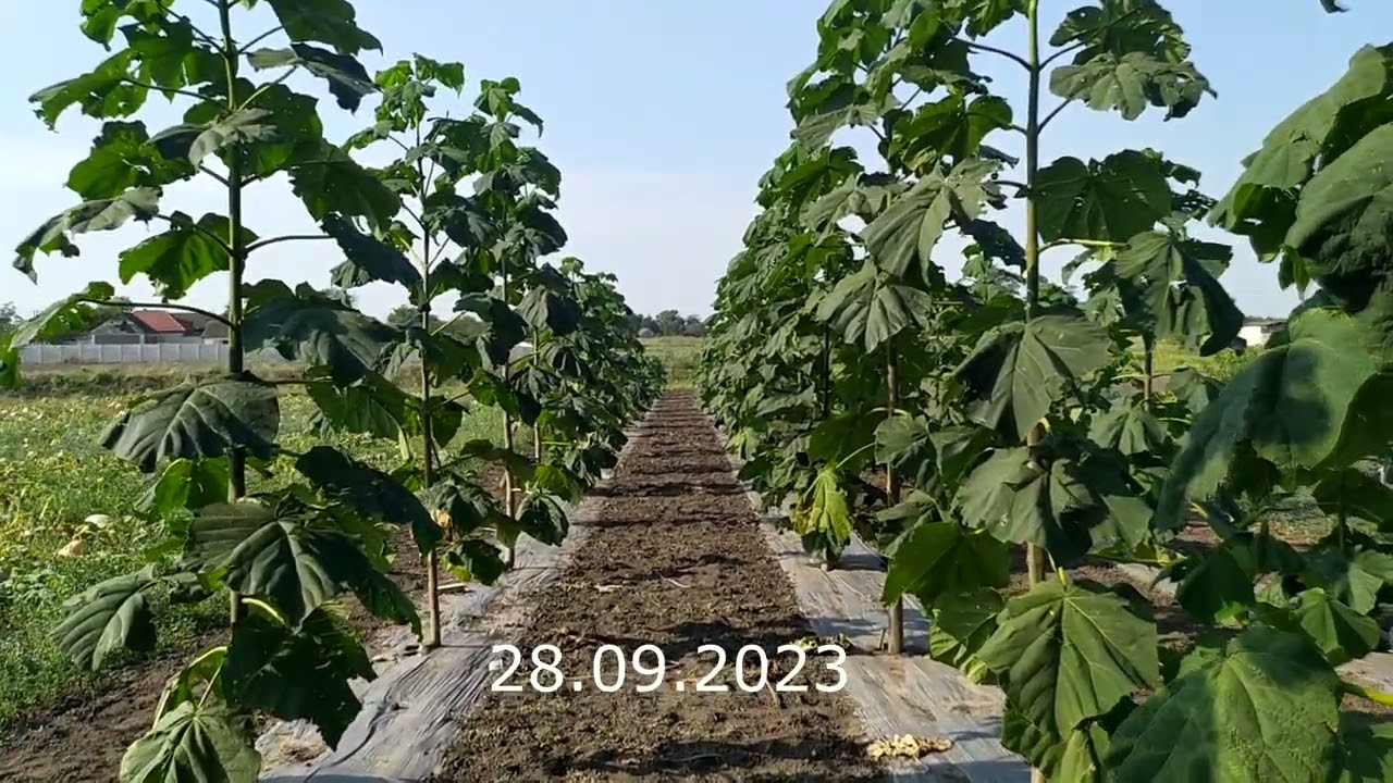 Paulownia 2023