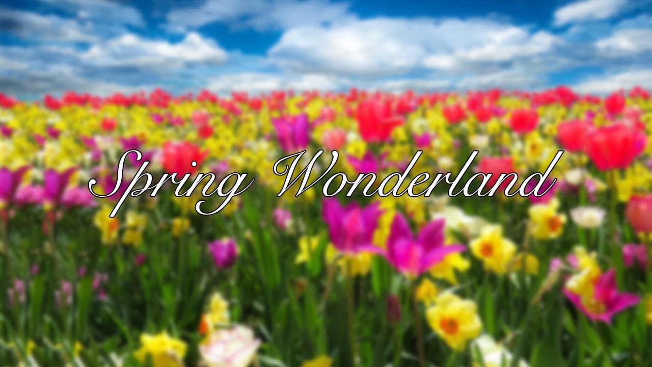 Spring Wonderland