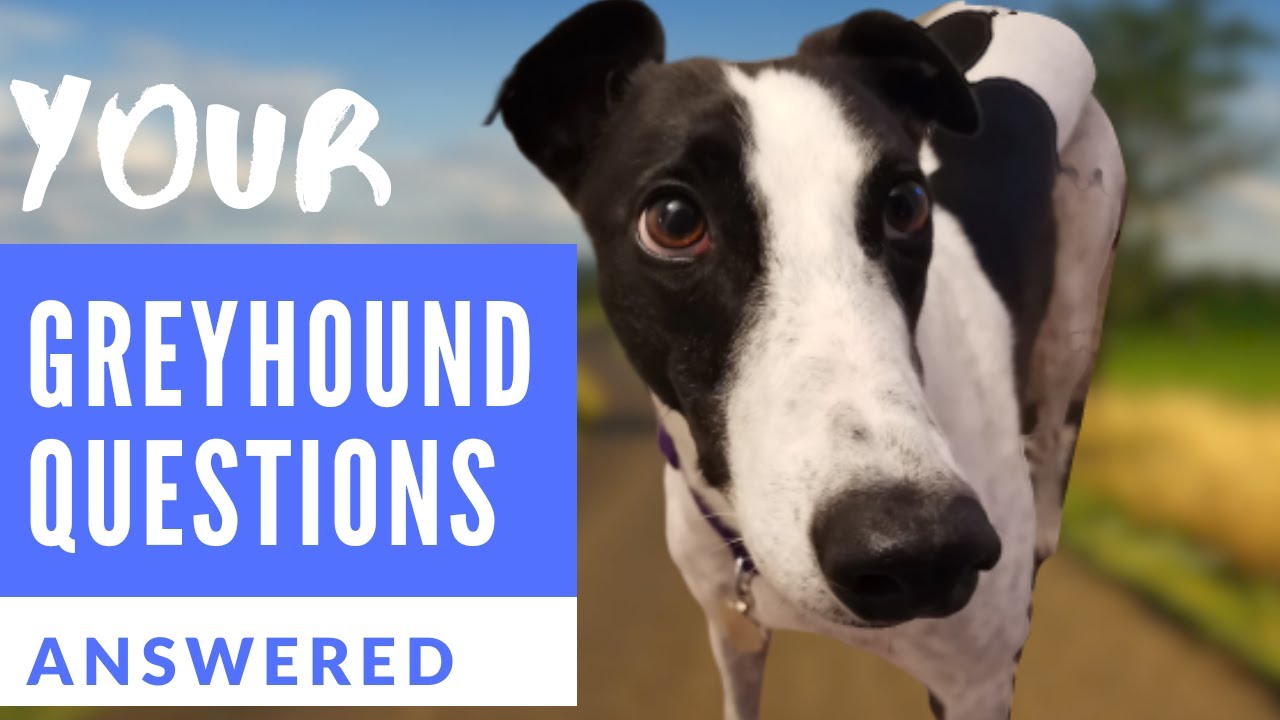 Greyhound Questions Answered