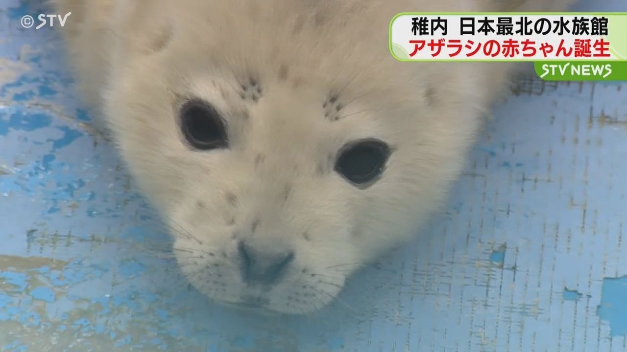 ゴマフアザラシの赤ちゃん　小さくてふわふわのうぶ毛　日本最北の水族館で誕生　稚内市