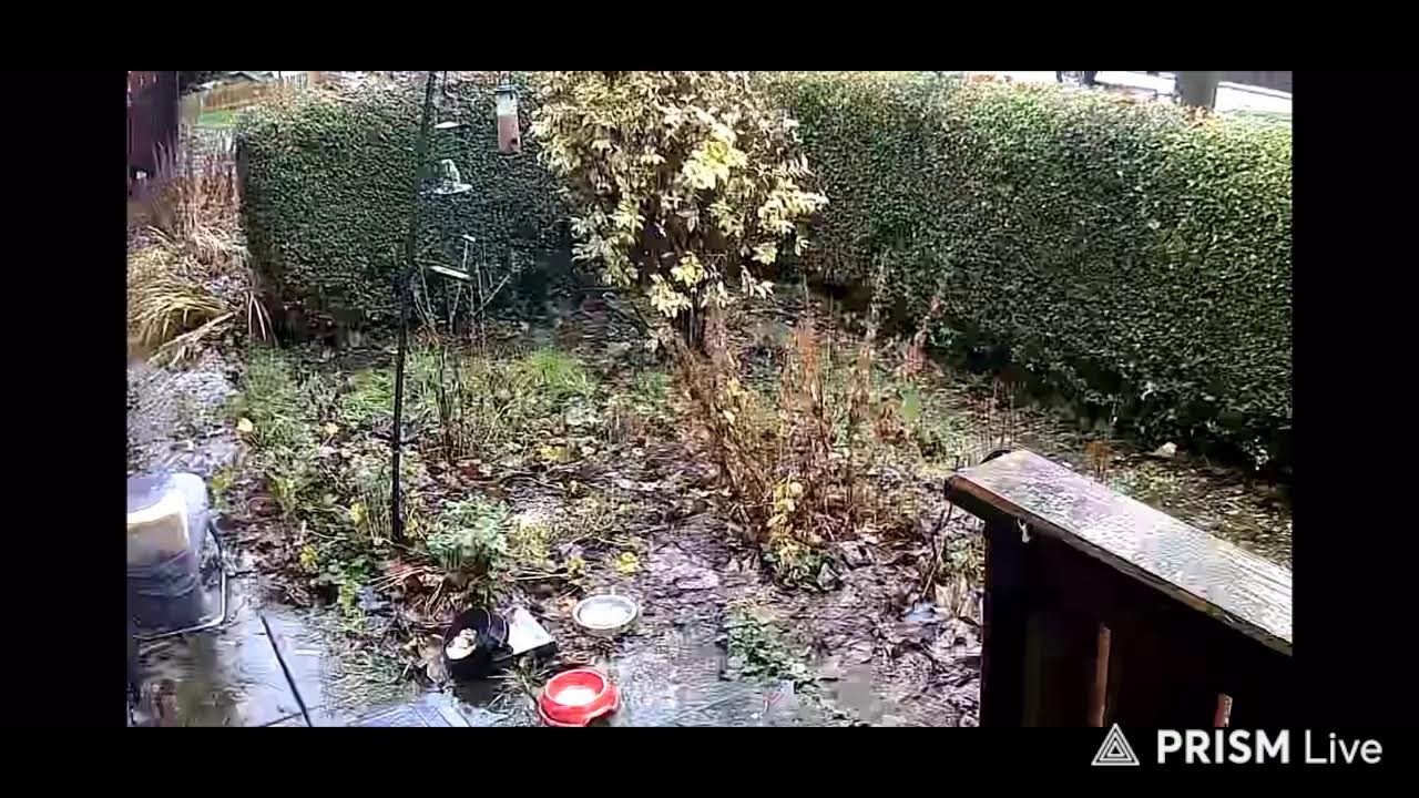 Wildlife cam live, Feeder Frenzy: Robins, Pigeons, Squirrels & Blue T.....ts!