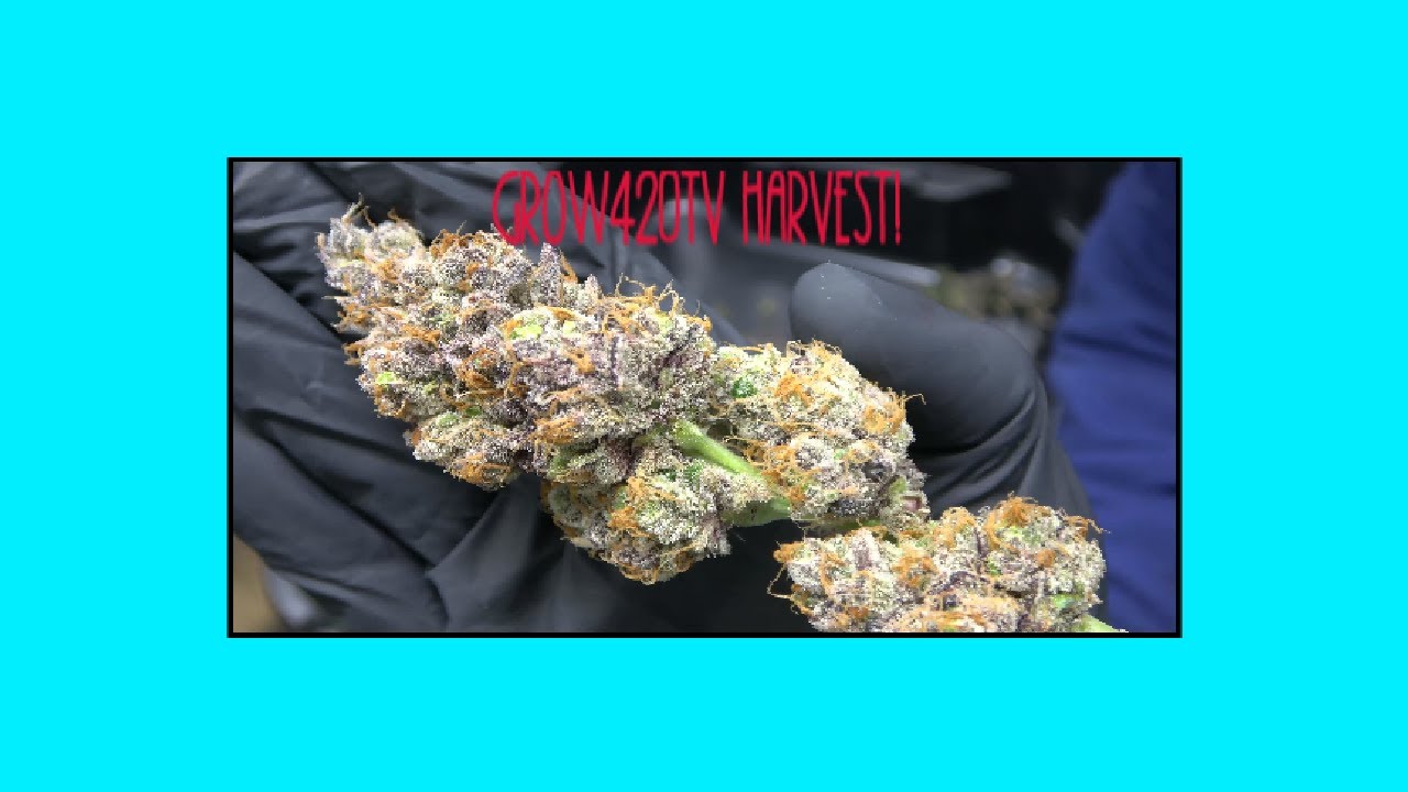 Harvesting Organic Cannabis!!! Incredible Buds!!!