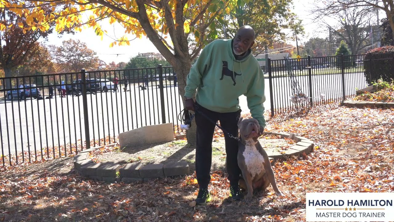 Meet our Clients - Harold Hamilton, Master Dog Trainer - Long Island, New York Dog Training
