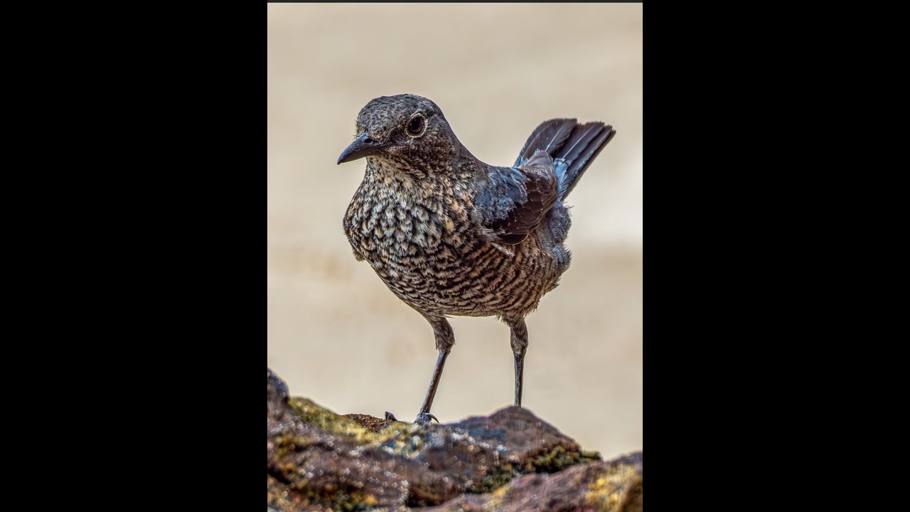 Blue Rock Thrush 蓝矶鸫 at Singapore Kusu Island