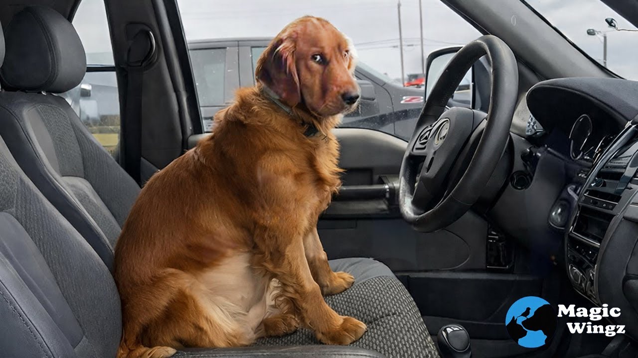My Dog’s Judging Me Again… and I Deserve It | Magic Wingz