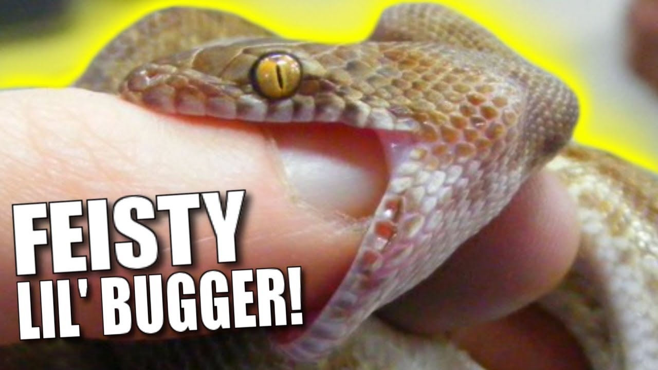 SNAKE BITES??! ANGRY LITTLE PYTHON STRIKES!!! | BRIAN BARCZYK