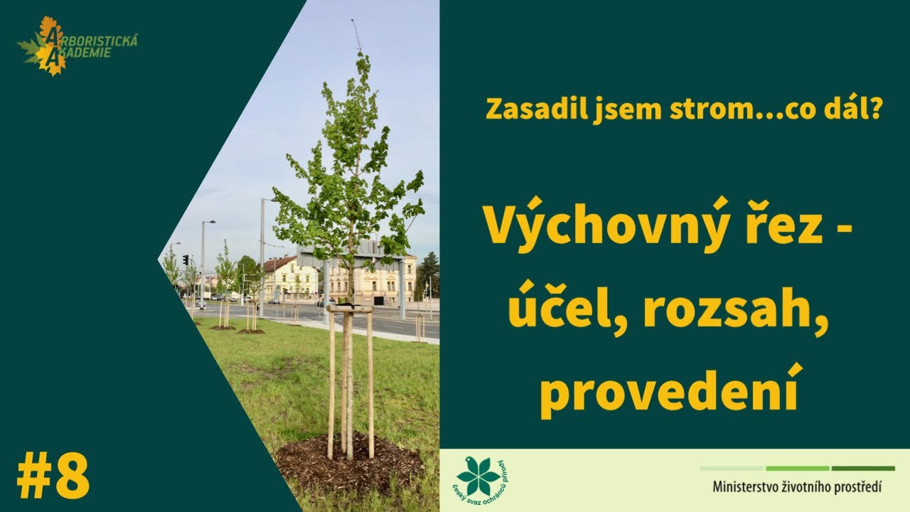 Zasadil jsem strom … co dál? / #8 / Výchovný řez - účel, rozsah, provedení