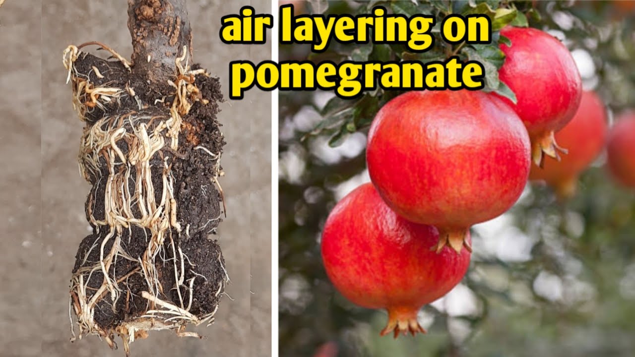 Air Layering On Pomegranate Tree