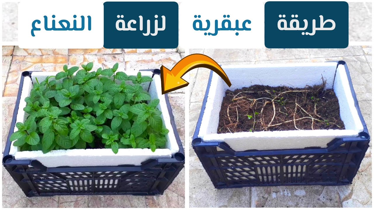 لو بتفشل في زراعة النعناع جرب الطريقة العبقرية دي