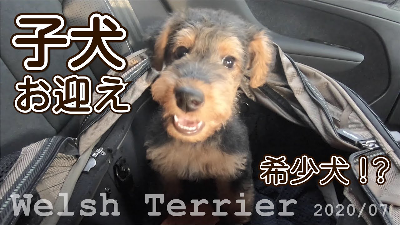 【子犬お迎え】希少犬！？ウェルシュテリア の子犬をお迎えしました！ ELK - a little monster - Welsh Terrier - #001