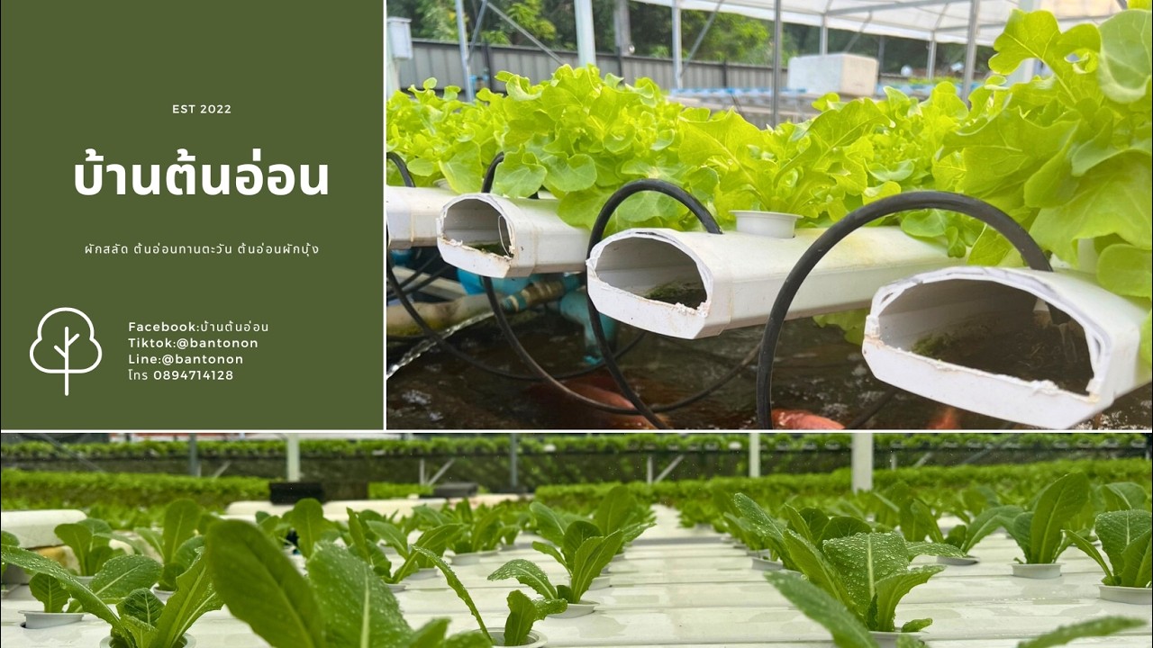 ฟาร์มที่ใหม่ #ผักไฮโดรโปรนิกส์