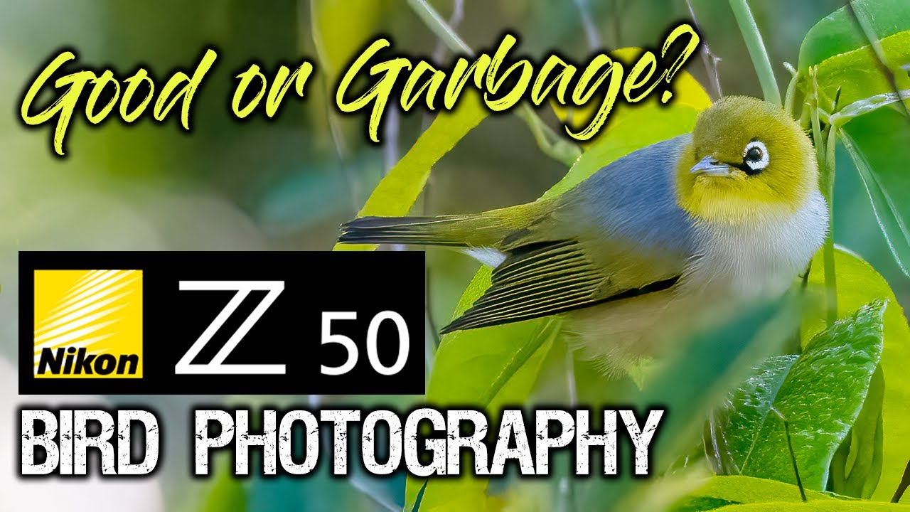 Nikon Z50 Bird Photography | GOOD or GARBAGE?