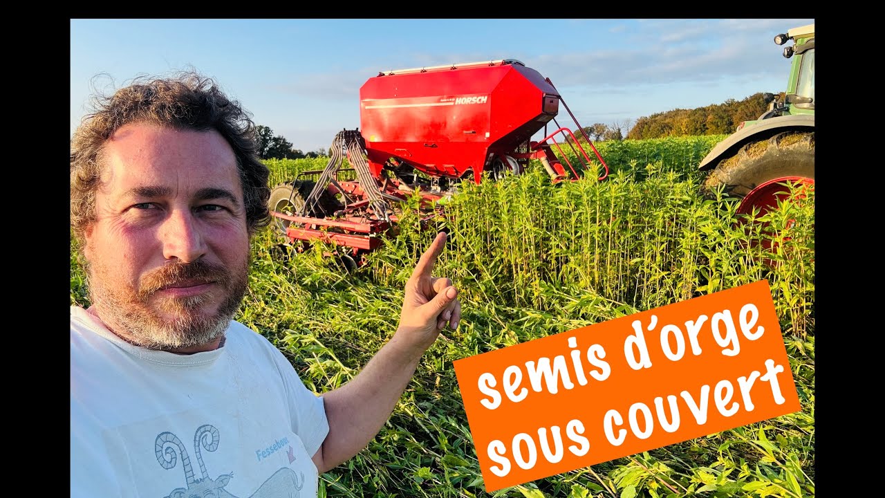 Semis des orges en semis direct sous couvert