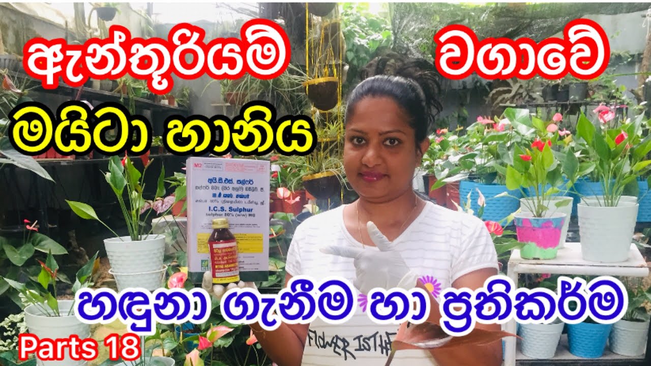 #Anthurium# How to control Mites for Anthurium#plants ඇන්තුරියම් වගාවේ මයිටා හානිය හඳුනාගැනීම