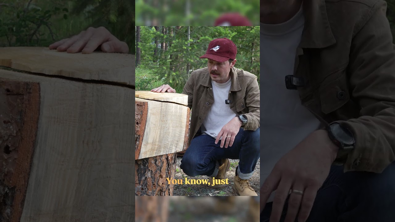 Does Ponderosa Pine Bark taste as good as it smells? #shorts #trees #foraging