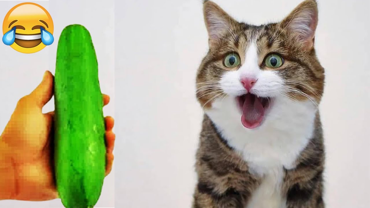 𝐘𝐨𝐮 𝐋𝐚𝐮𝐠𝐡 𝐘𝐨𝐮 𝐋𝐨𝐬𝐞 😂🙀😻𝐅𝐮𝐧𝐧𝐢𝐞𝐬𝐭 𝐃𝐨𝐠𝐬 𝐚𝐧𝐝 𝐂𝐚𝐭𝐬 𝟐𝟎𝟐𝟓🥰