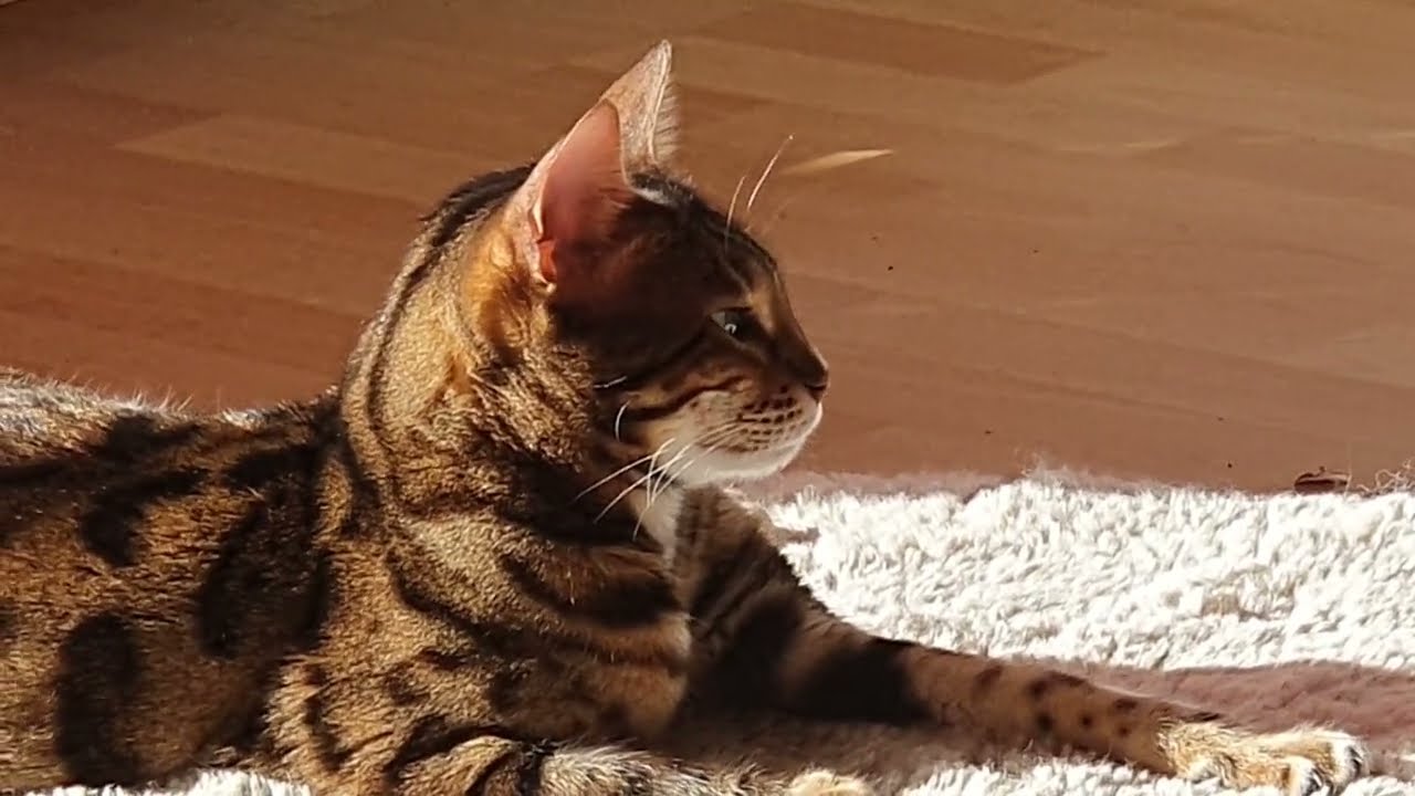 Schreiende Bengalkatze - Drum pr&uuml;fe wer sich ewig binde....