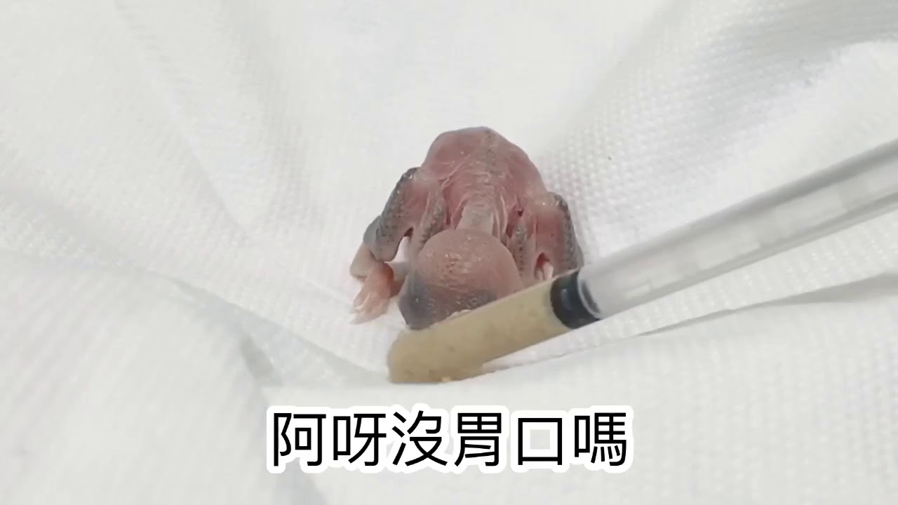 文鳥窩-這隻小烤雞長大了 來看看怎麽長大的 就是這樣一口一口的餵食 一眠大一吋  這隻小雞吃愛長大的❤️