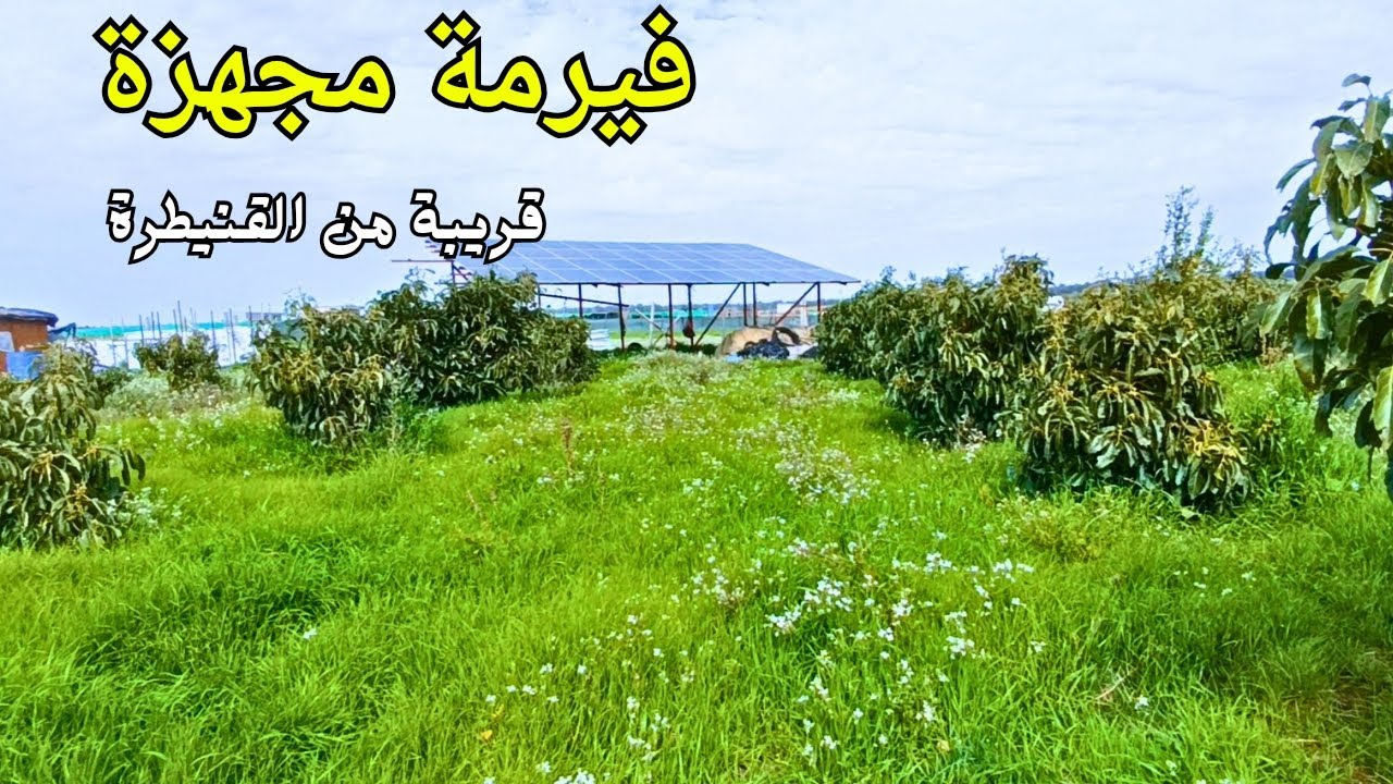 فيرمة مجهزة قريبة جدا من القنيطرة مغروسة بالأفوكا