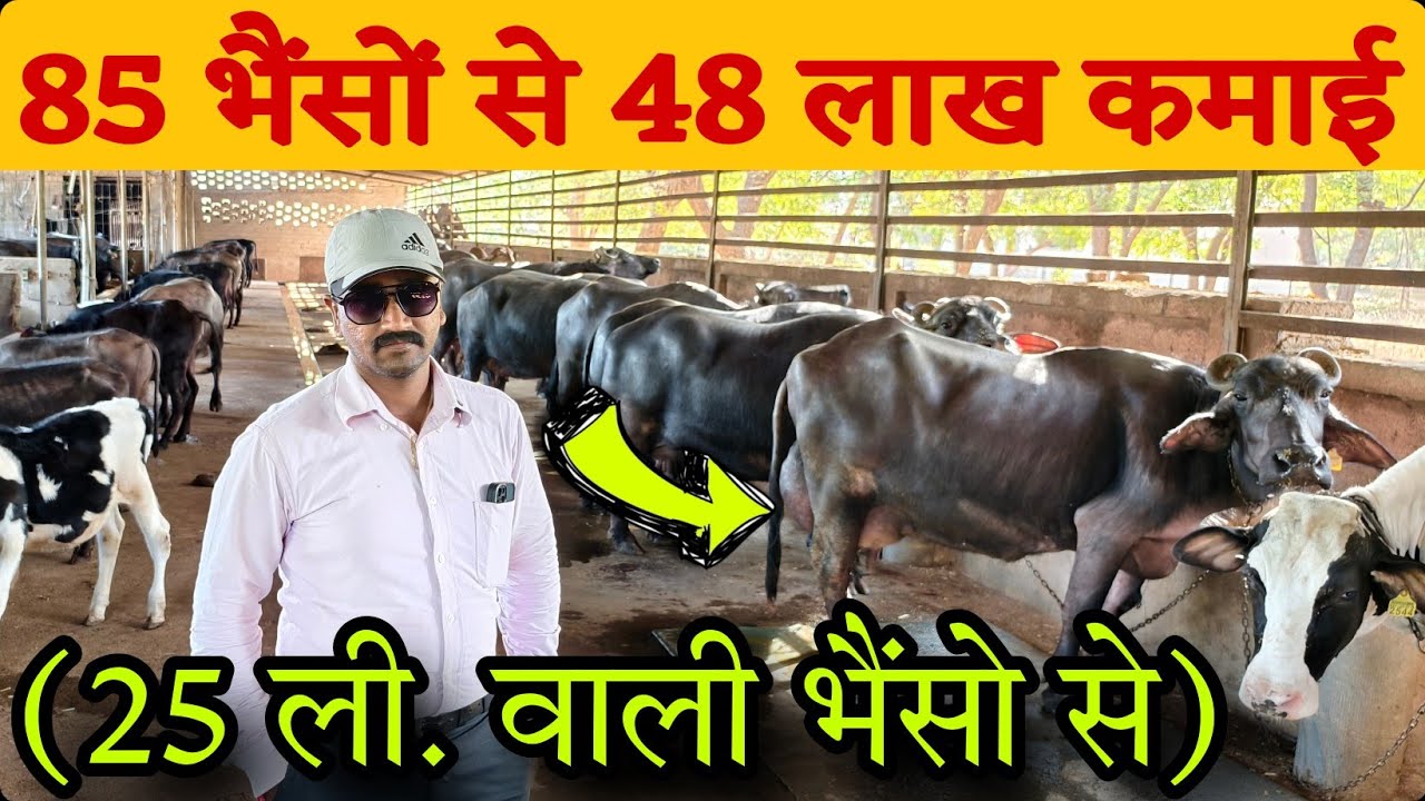 48 लाख की कमाई 🤑 85 मोटी तगड़ी भैंसों से 😱 Highest Milk Yielding Breeds Of Buffalo 🐃