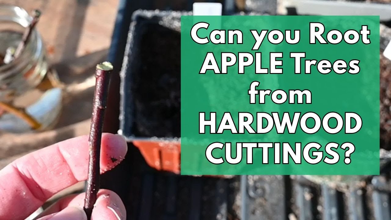 Hardwood Cuttings of Apple Trees in January | Will They Root?