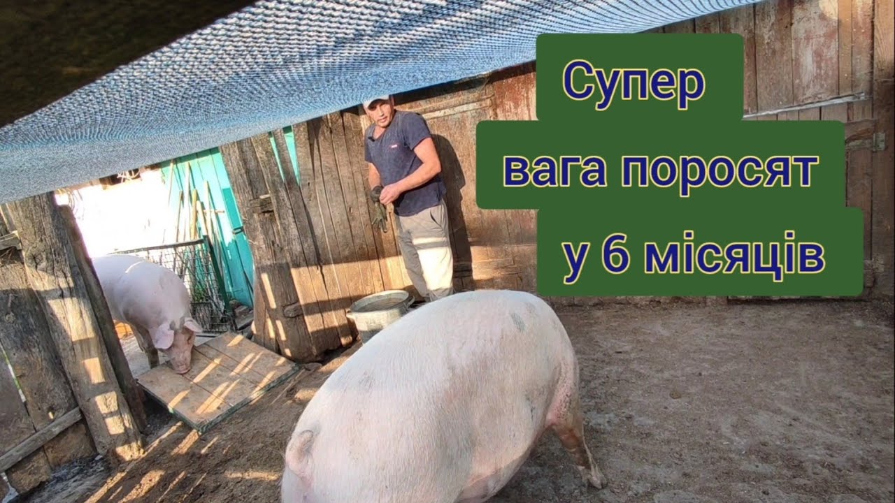 Вага поросят  у 6 місяців