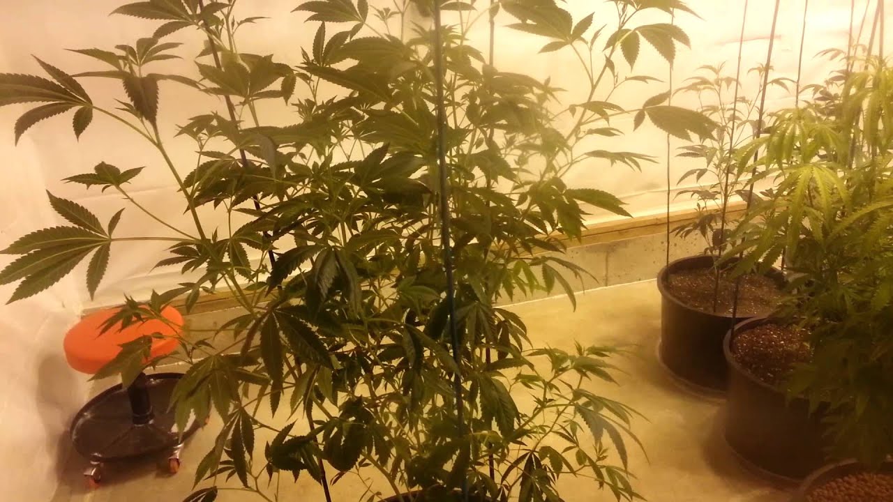 Week 4 veg.