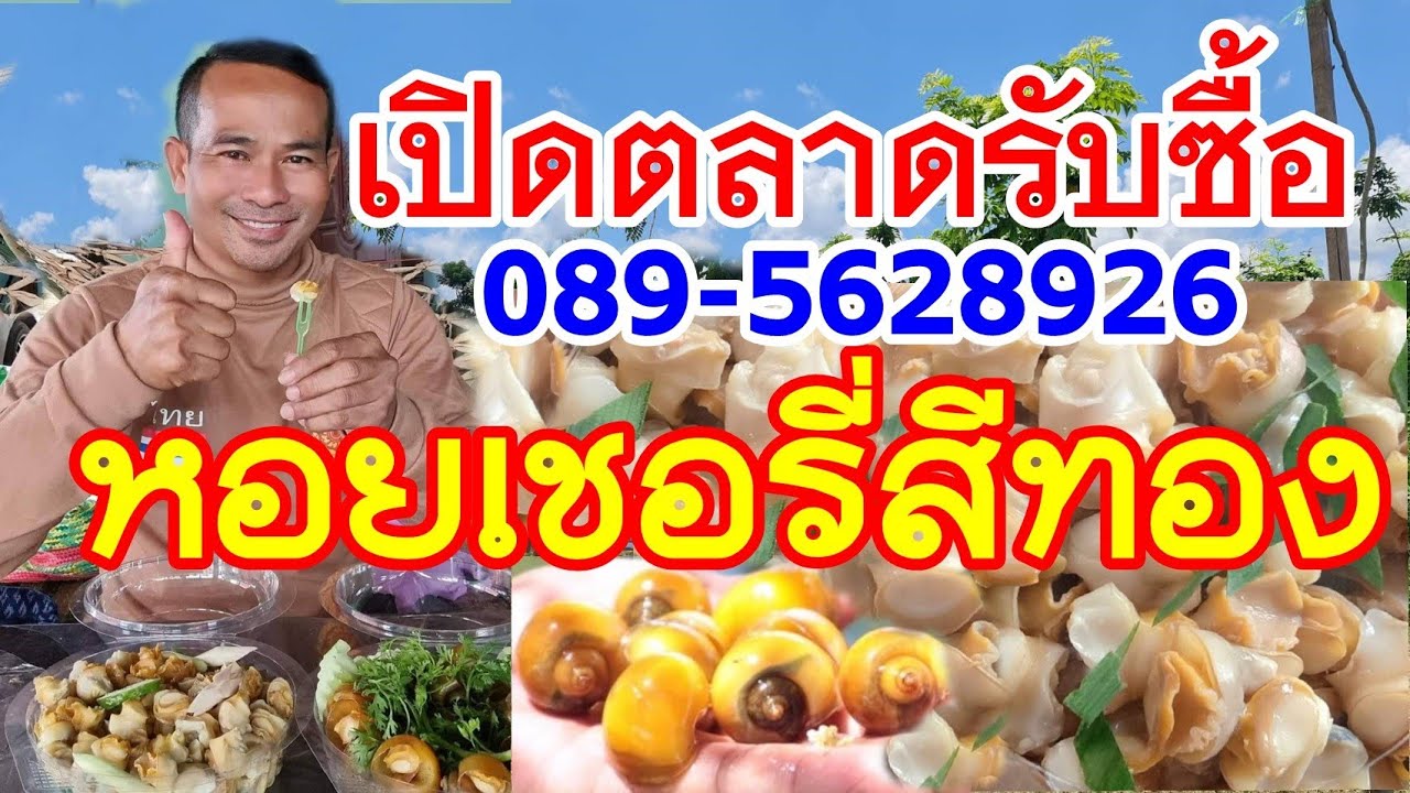 เปิดตลาด รับซื้อหอยเชอรี่สีทองแล้ววันนี้ 089-5628926