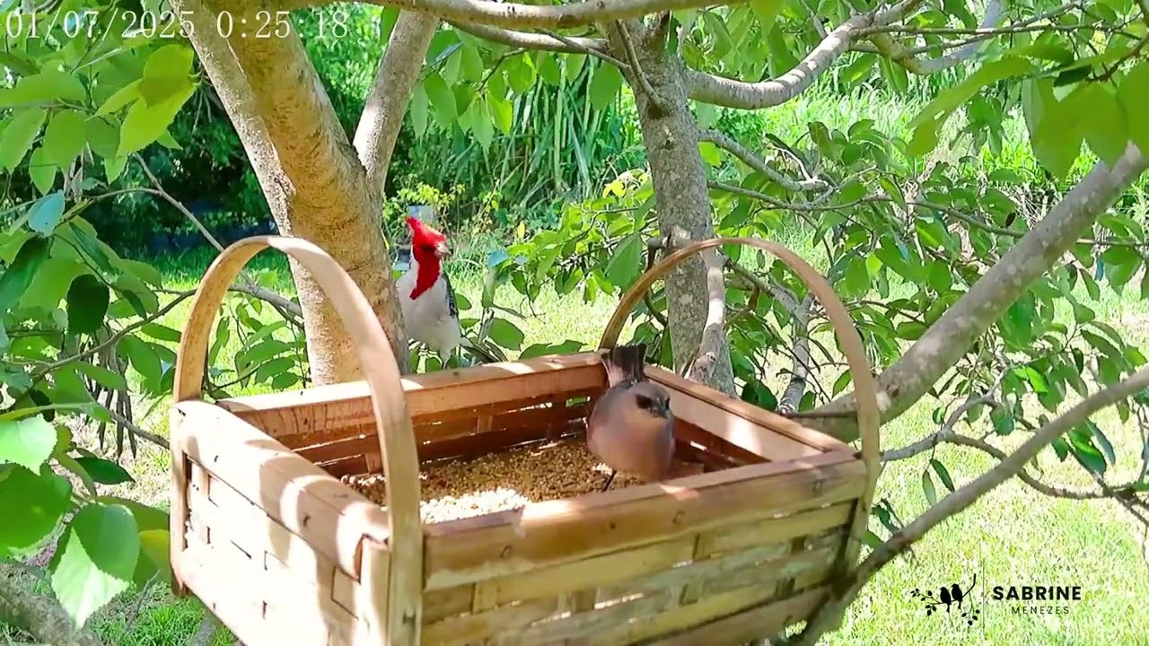 Asa de telha e cardeal 🤎 ❤️Grayish Baywing and Red-crested Cardinal