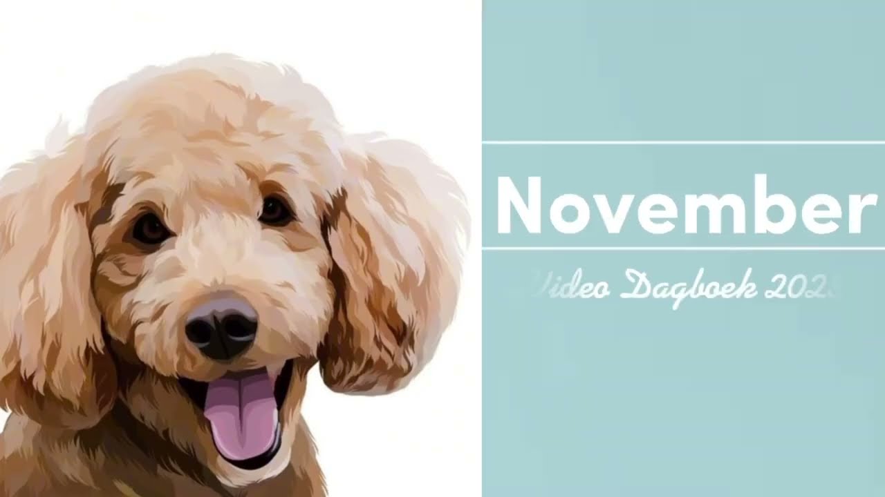 Video Diary Nov 2023 - Het leven met een Hulphond - Hulphond Tynke