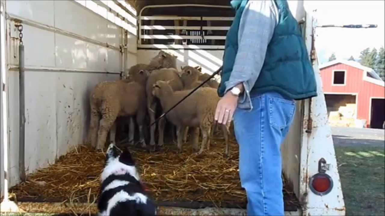 Stock Trailer -- How to Load and Unload -- Border Collie -- Herding Dog Training -- Farm Work Demo